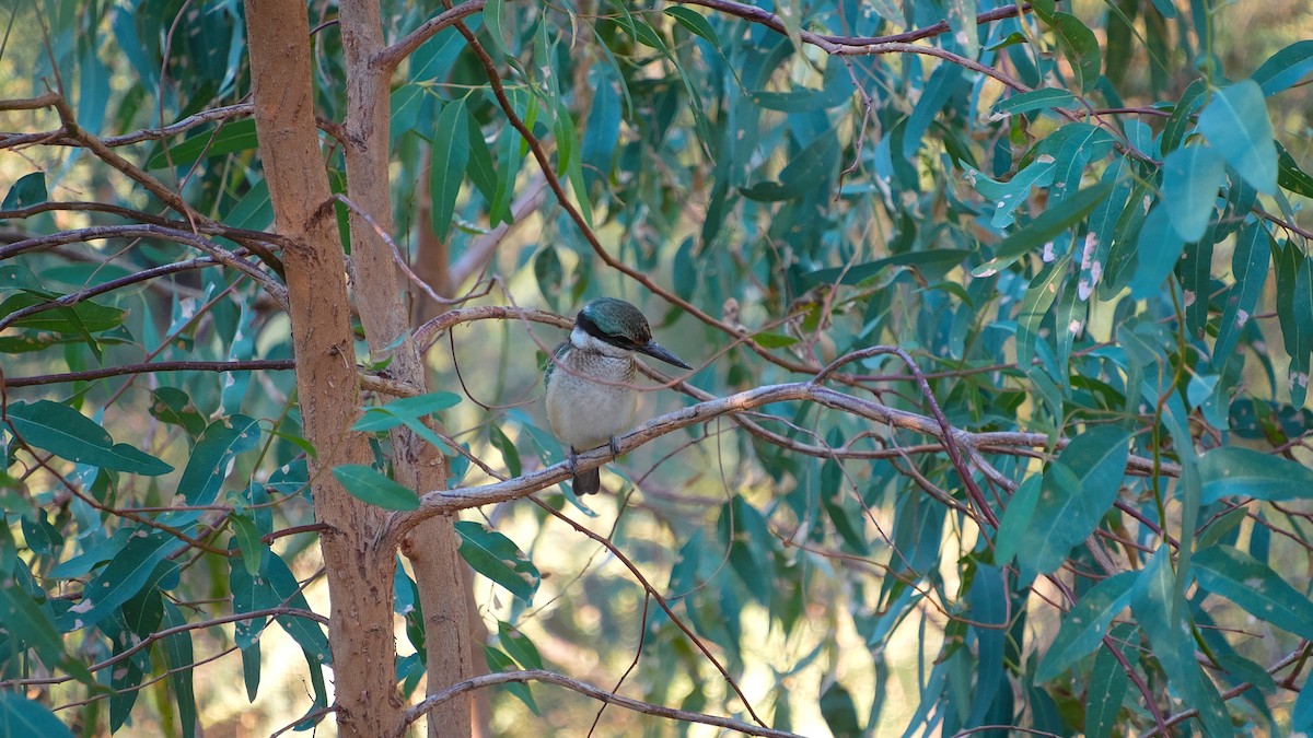 Sacred Kingfisher - ML633054652