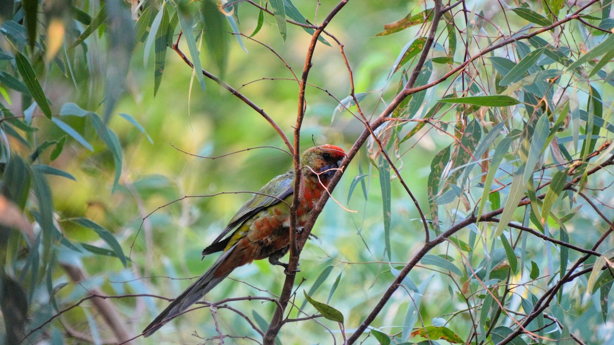 Crimson Rosella - ML633054658