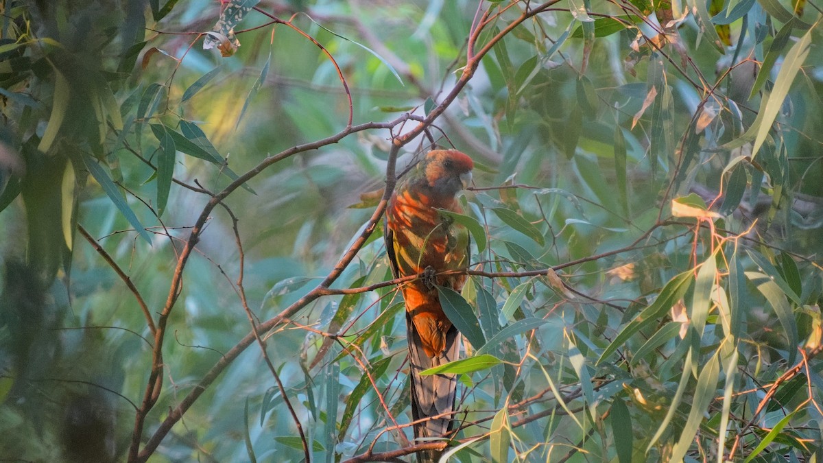 Crimson Rosella - ML633054659