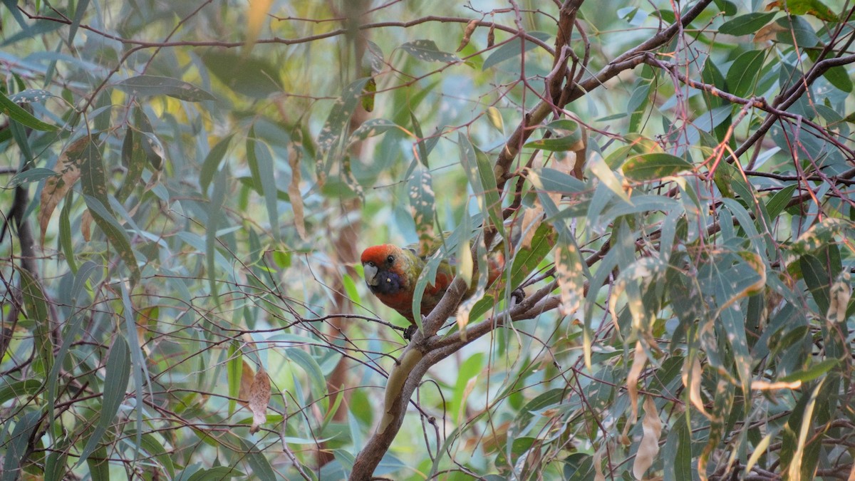 Crimson Rosella - ML633054660