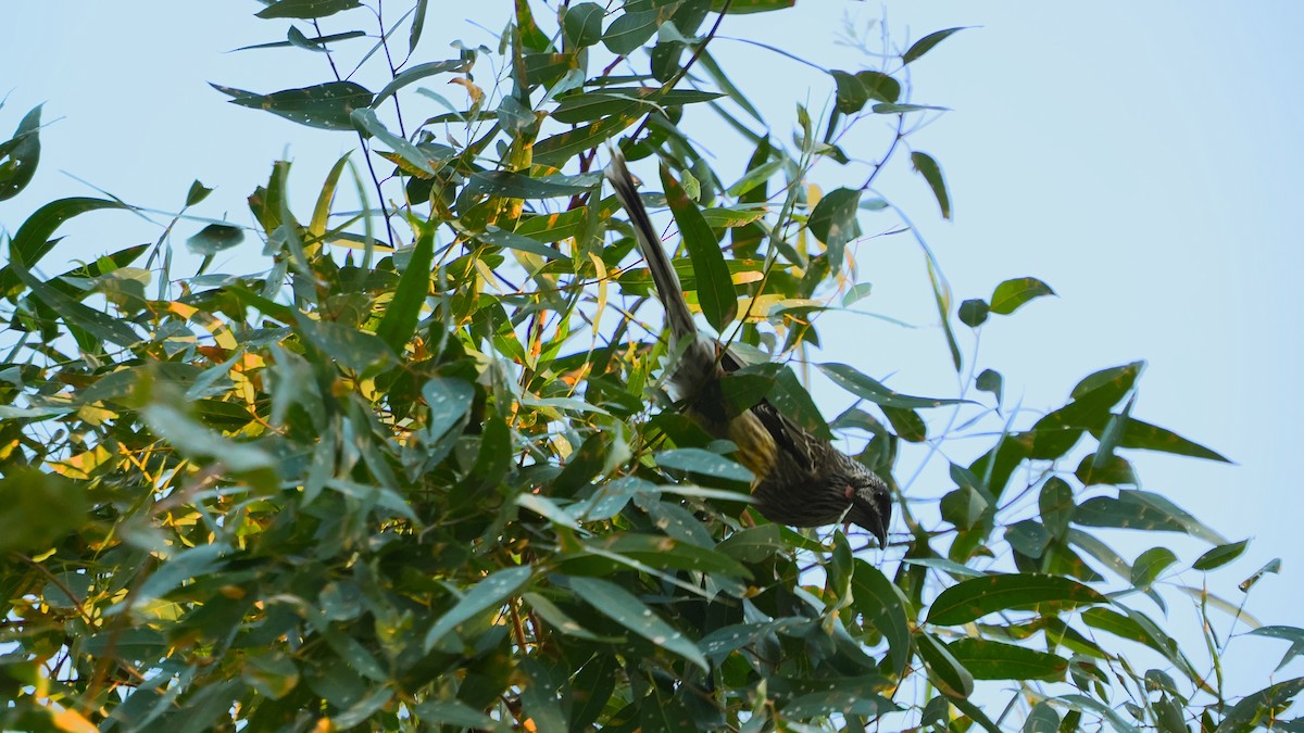Red Wattlebird - ML633054670