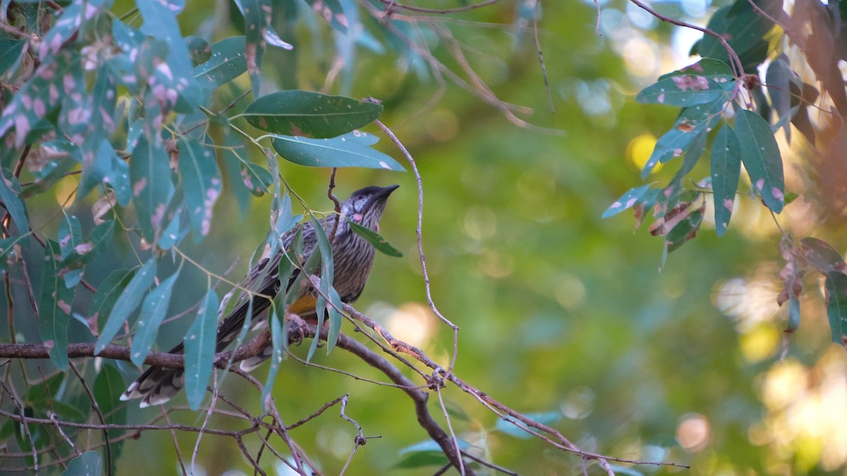 Red Wattlebird - ML633054671