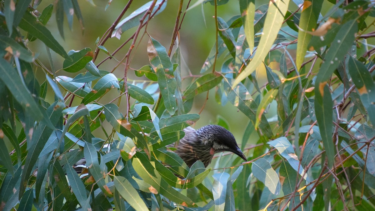 Red Wattlebird - ML633054672