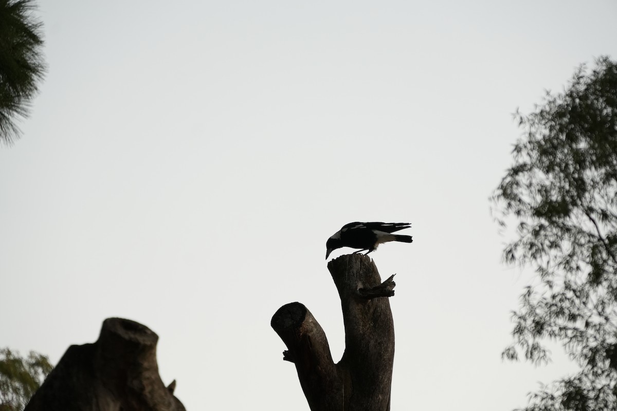 Australian Magpie - ML633054682