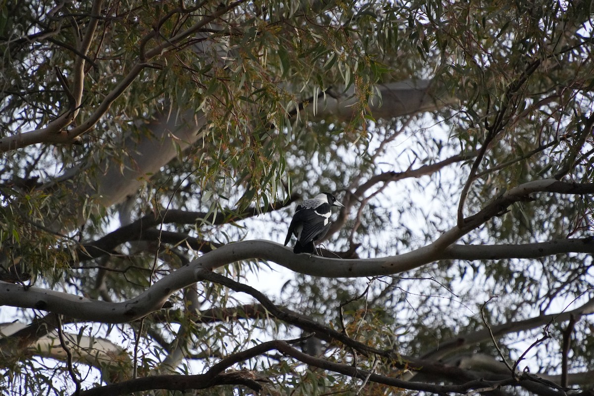 Australian Magpie - ML633054683