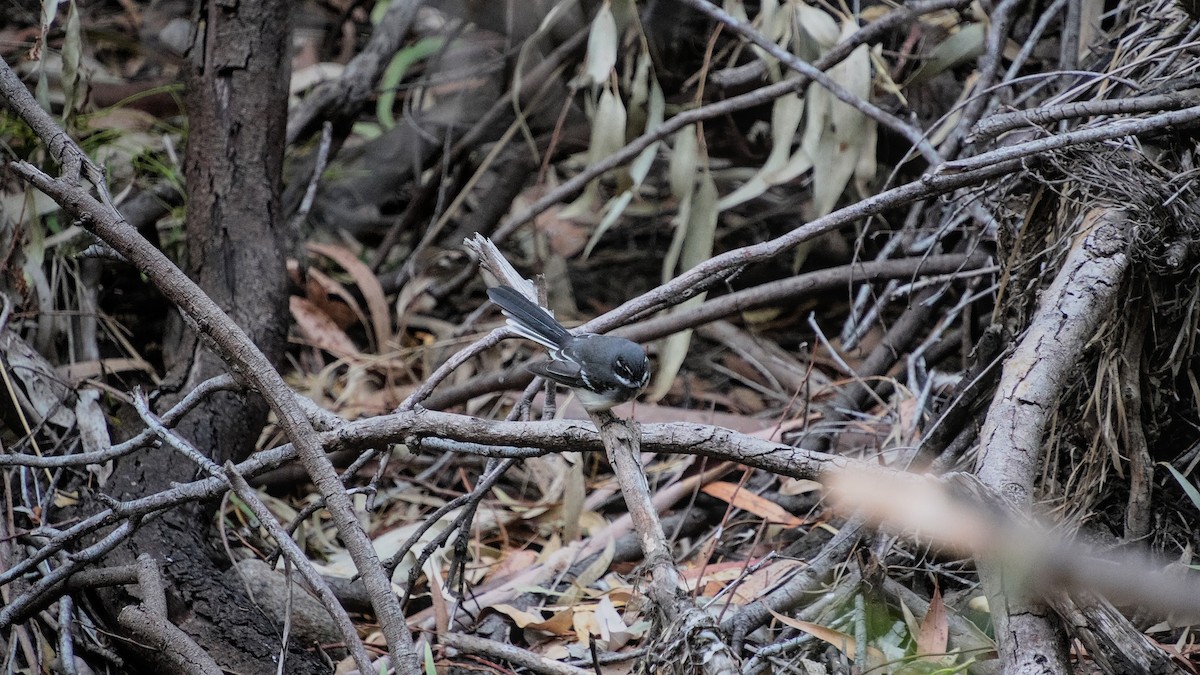 Gray Fantail - ML633054687