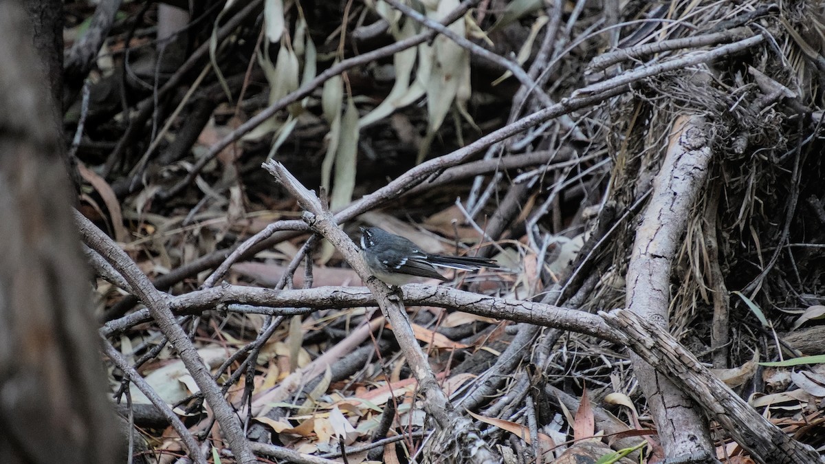 Gray Fantail - ML633054688