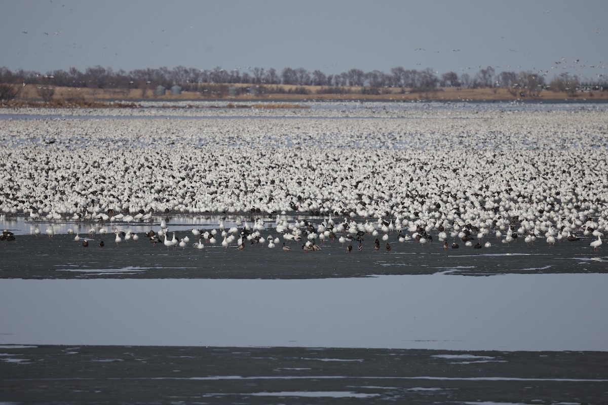 Snow Goose - ML633054710