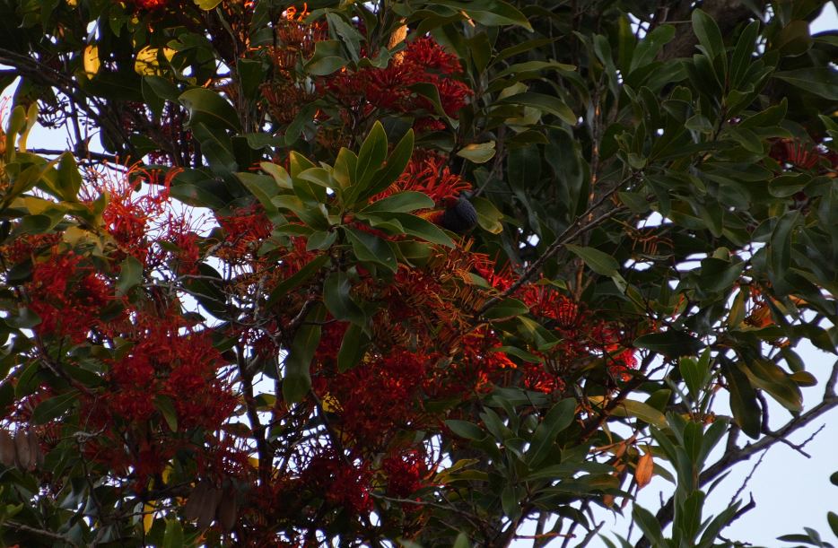 Rainbow Lorikeet - ML633054744