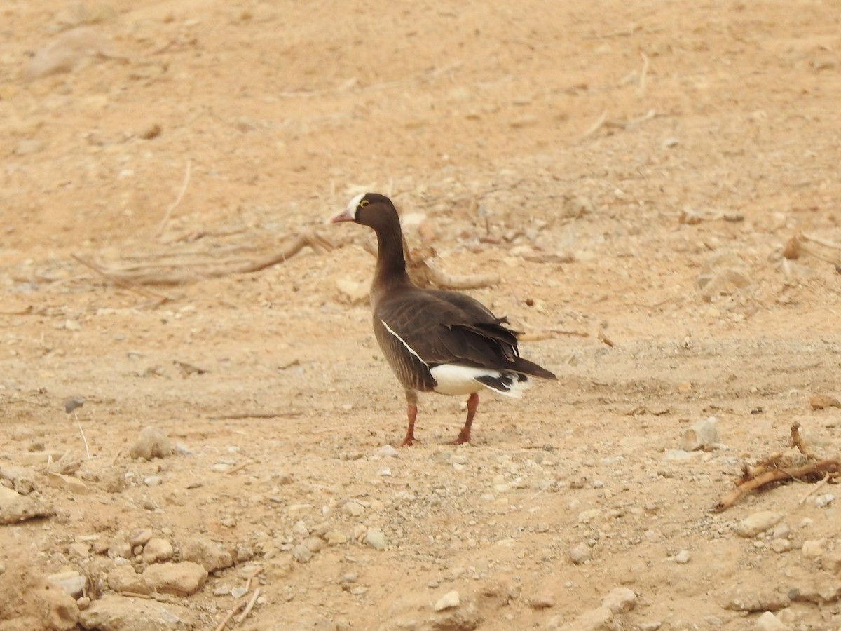 Lesser White-fronted Goose - ML633054754