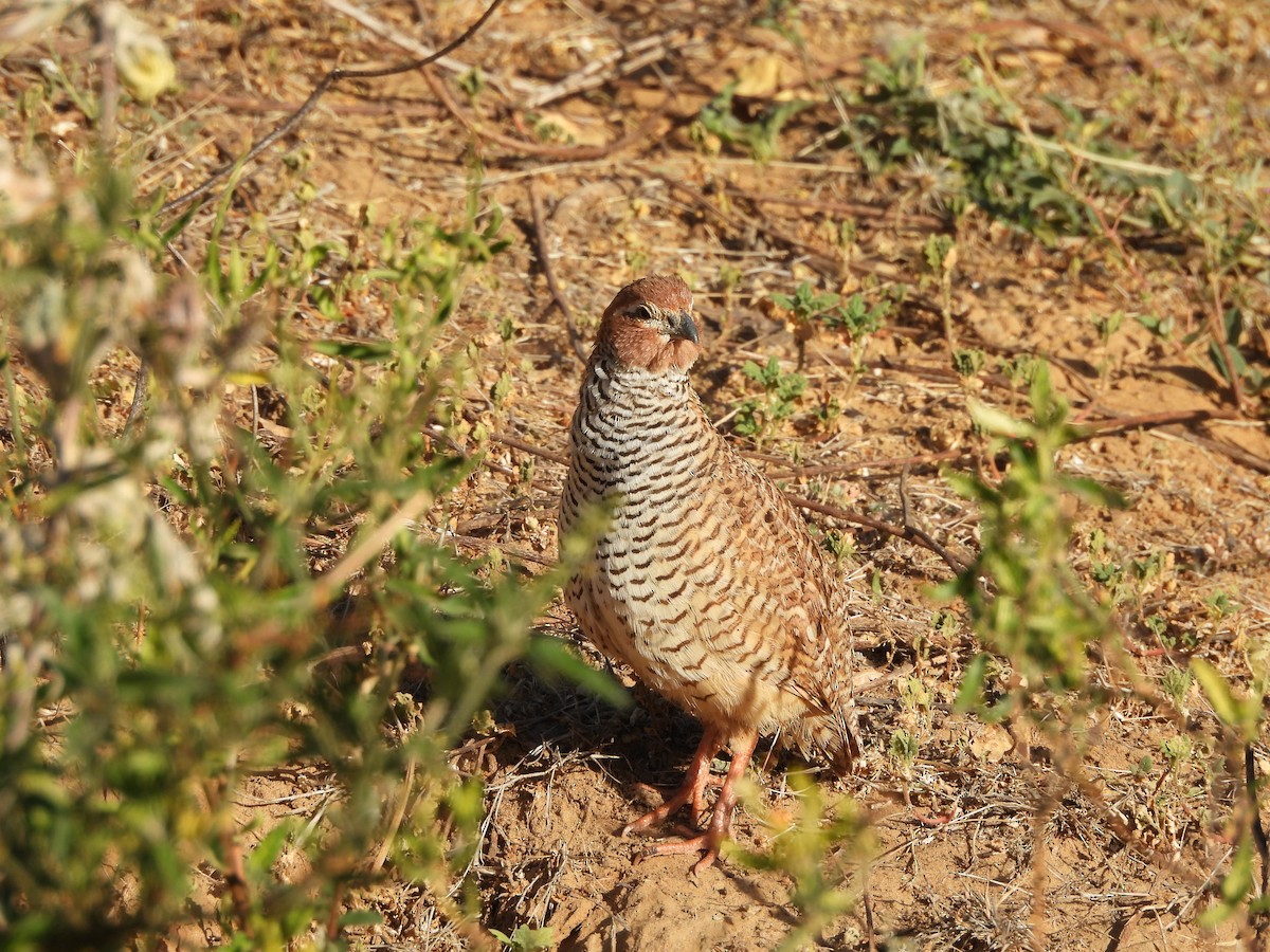 Perdicilla Argundá - ML633054879