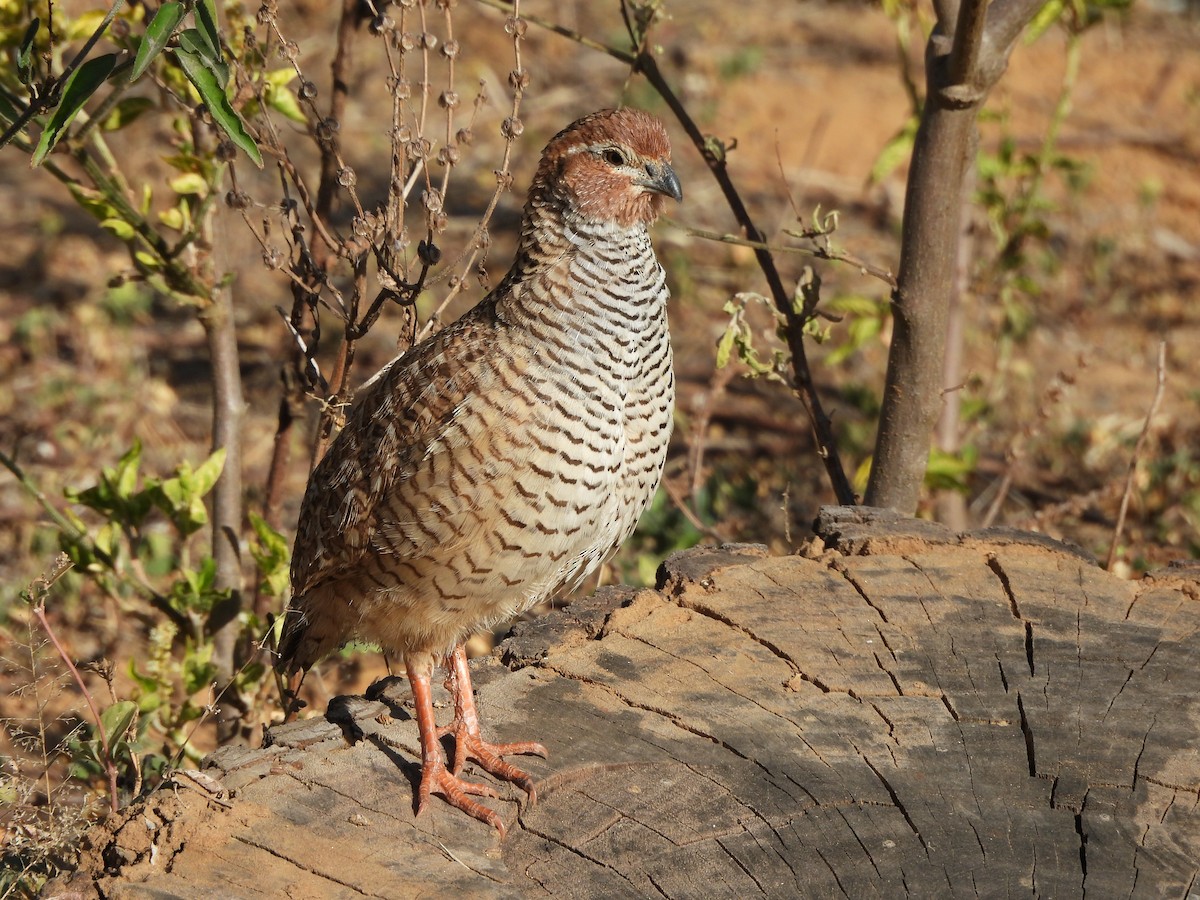 Perdicilla Argundá - ML633054881