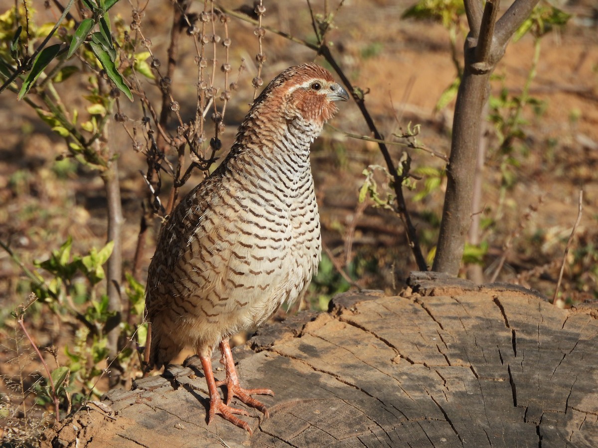 Perdicilla Argundá - ML633054882