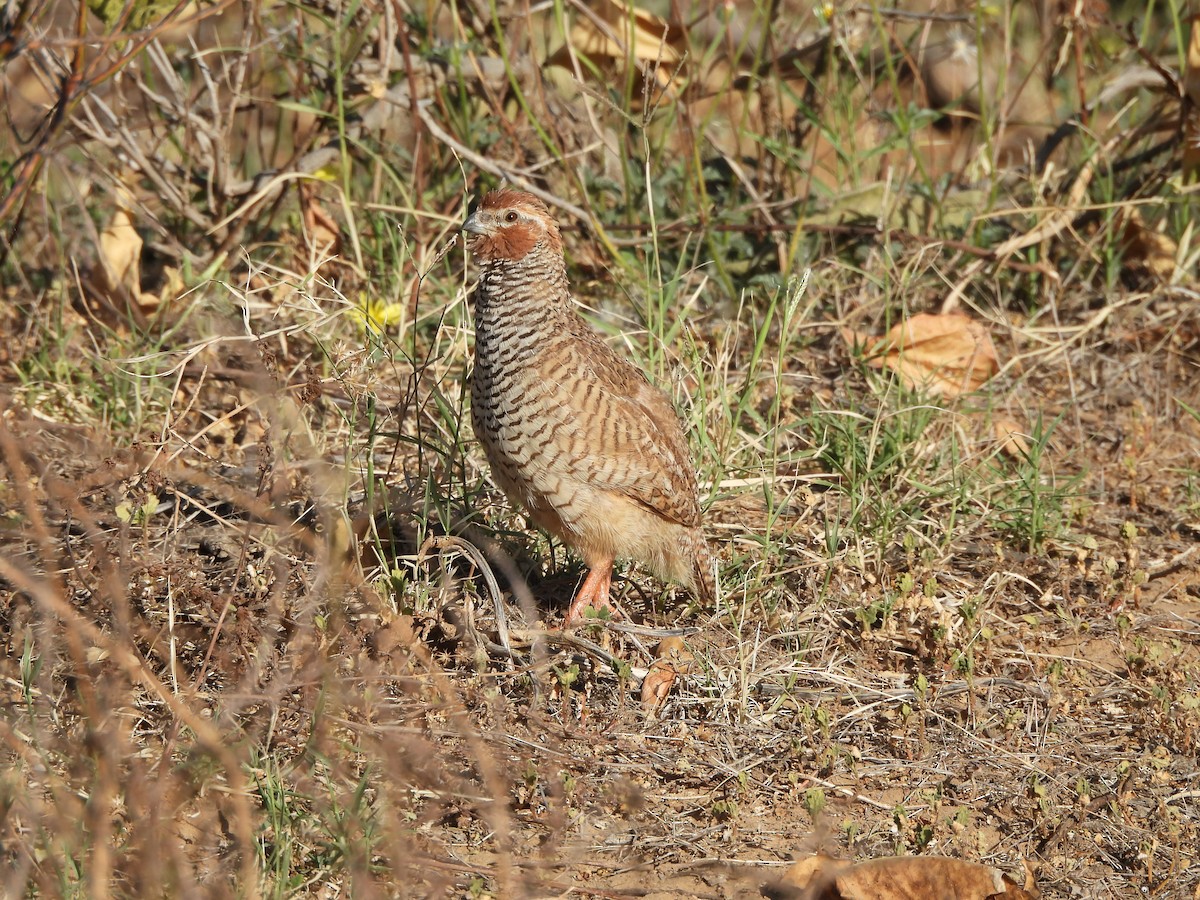 Perdicilla Argundá - ML633054885
