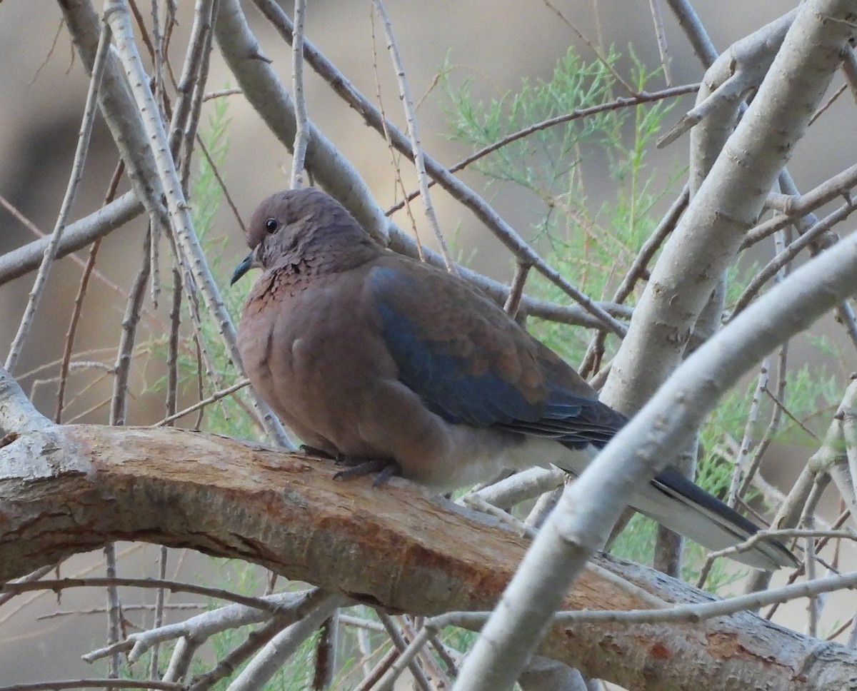 Tortora delle palme - ML633055077