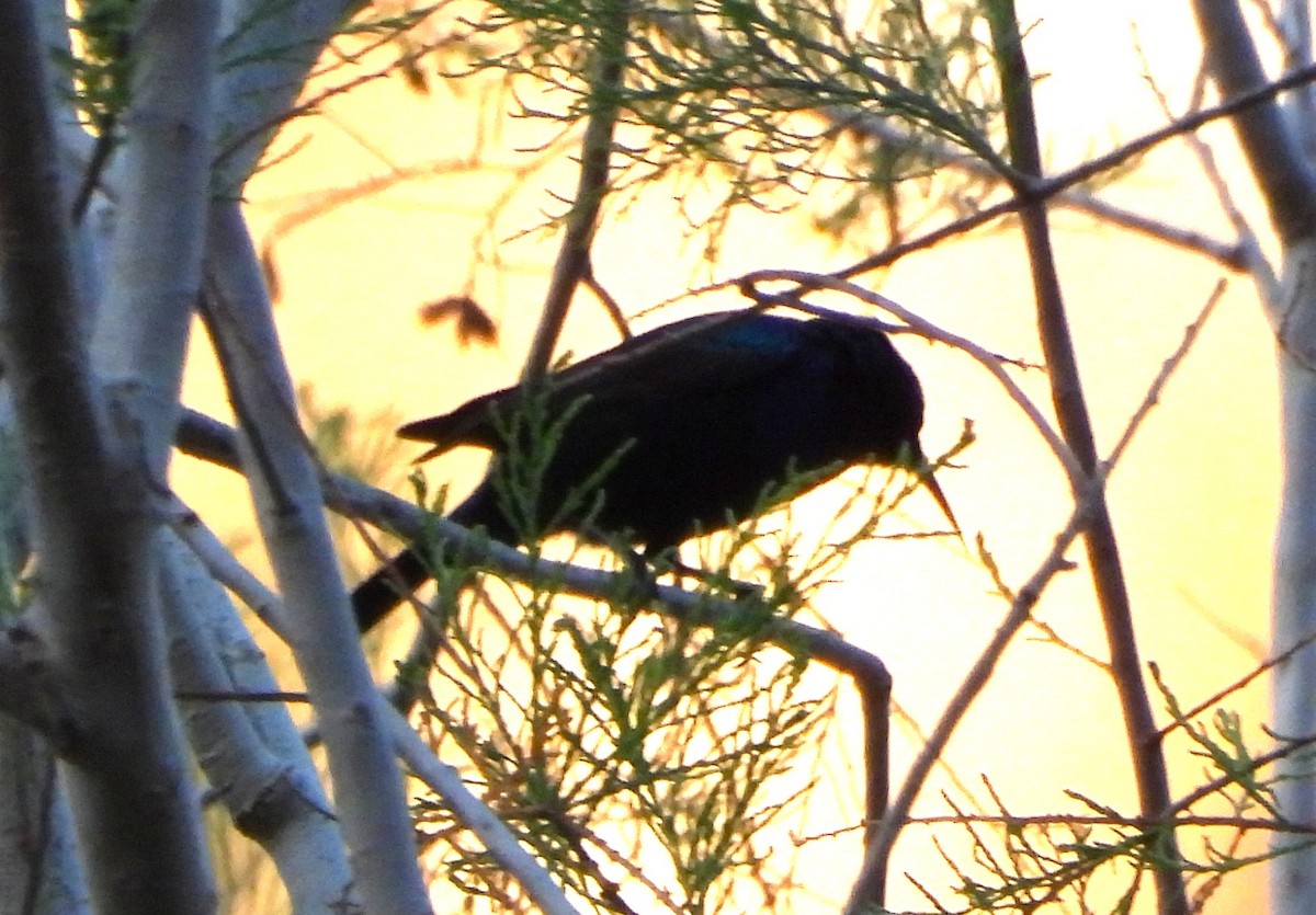 Palestine Sunbird (Palestine) - ML633055087