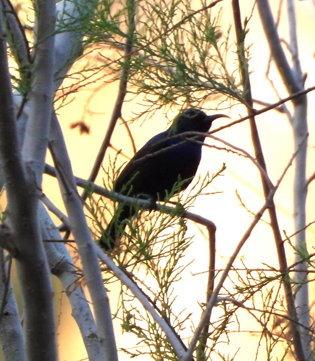 Palestine Sunbird (Palestine) - ML633055088