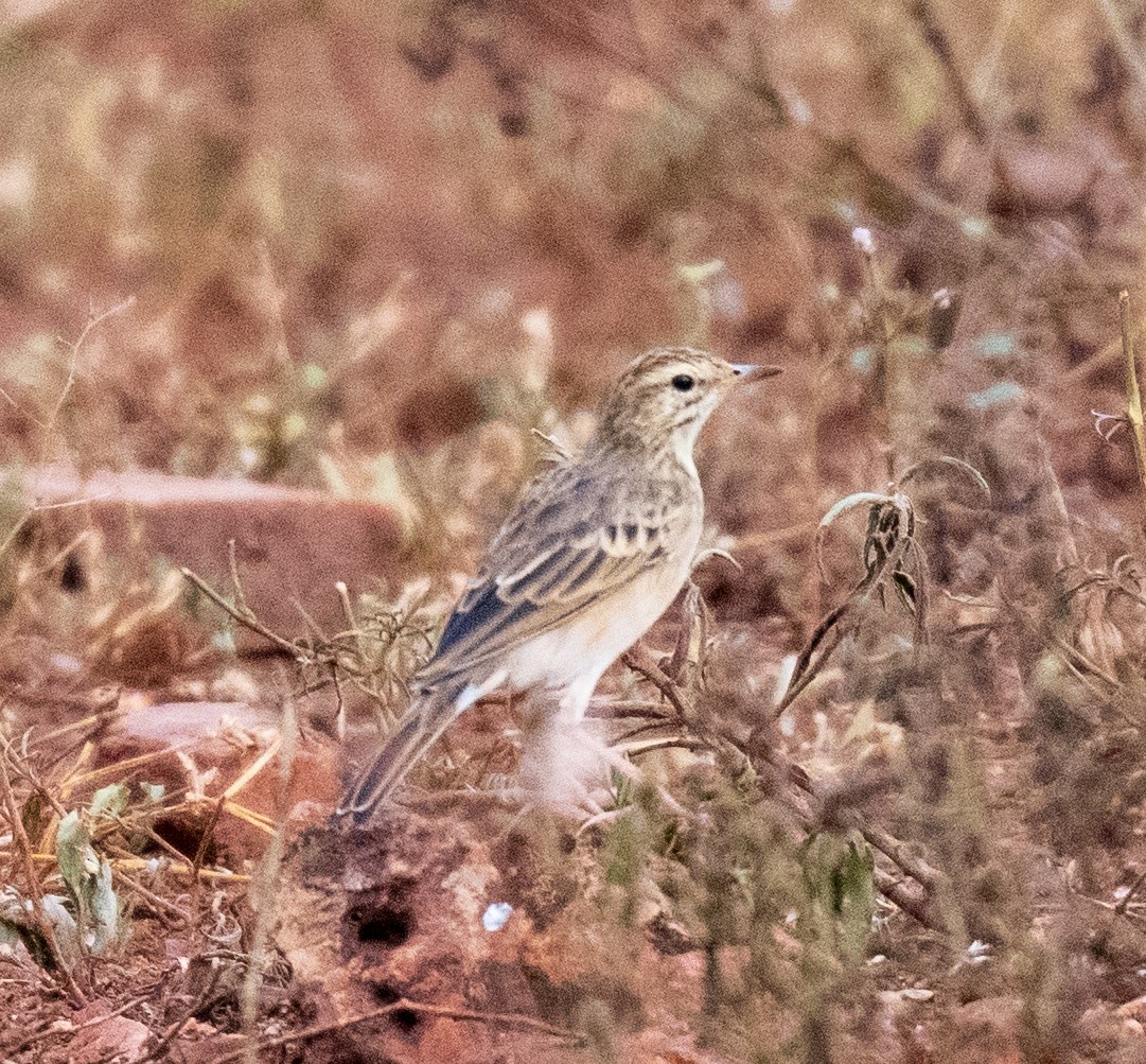 Buffy Pipit - ML633055092