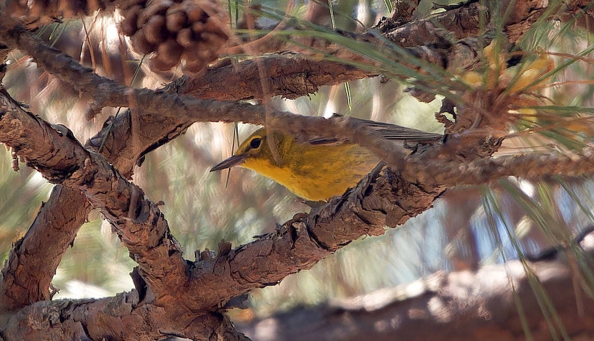 Ml633055128 pine warbler macaulay library