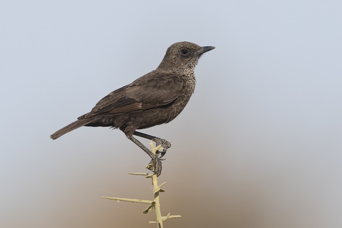 Northern Anteater-Chat - ML633055147