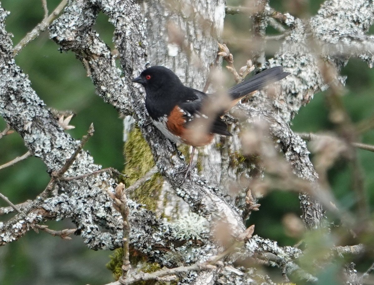Spotted Towhee - ML633055235