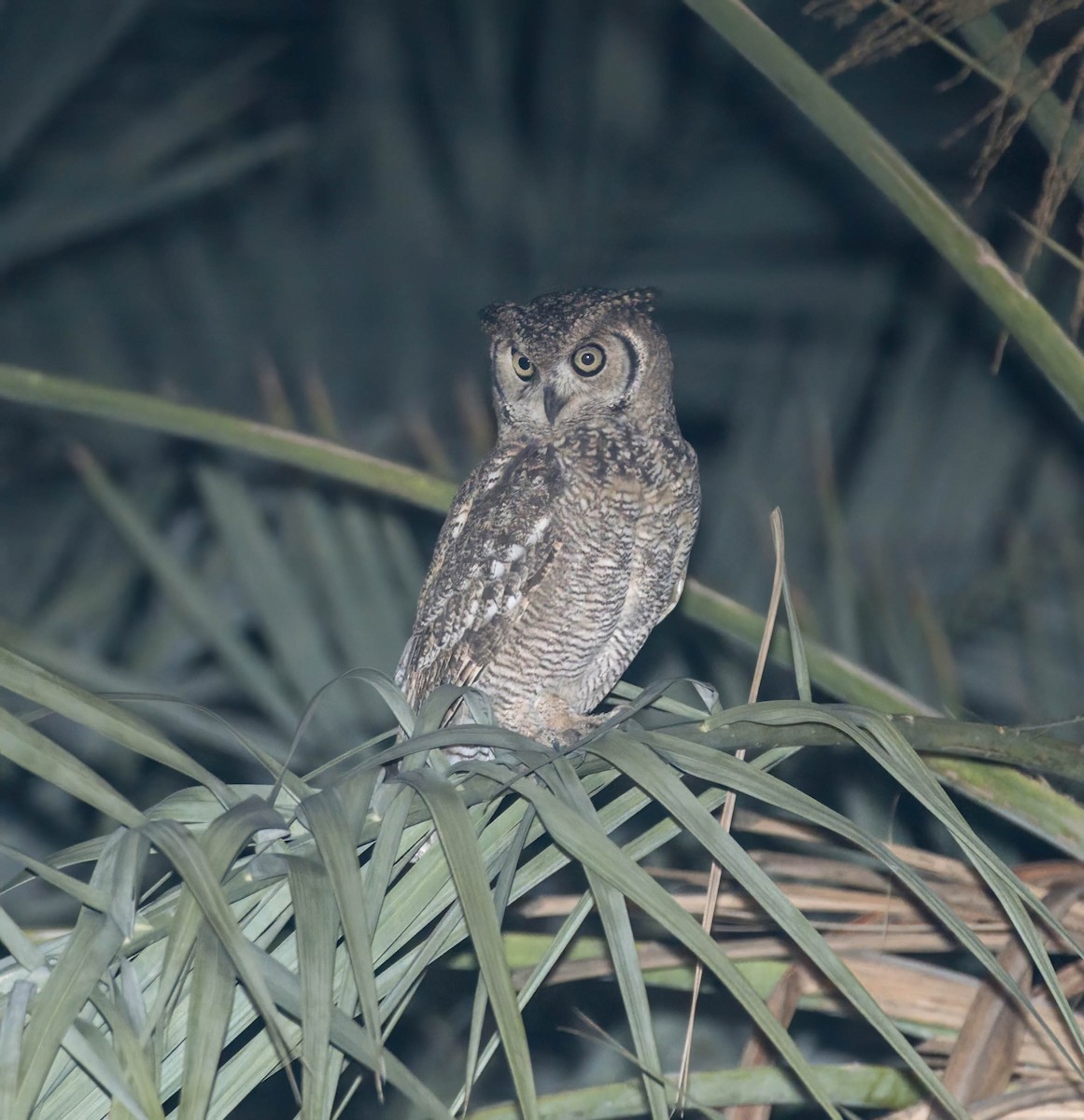Arabian Eagle-Owl - ML633055443
