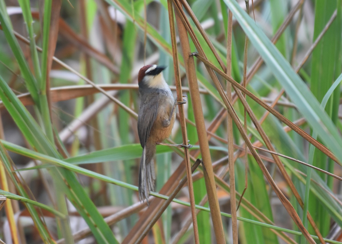 Chestnut-capped Babbler - Somnath Biswas
