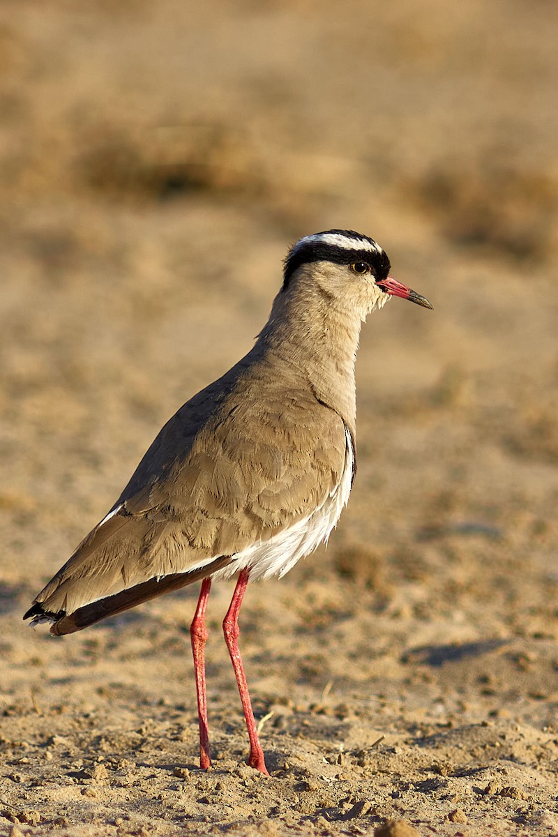 Crowned Lapwing - ML633056135