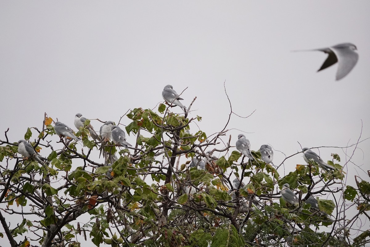 Scissor-tailed Kite - ML633056195