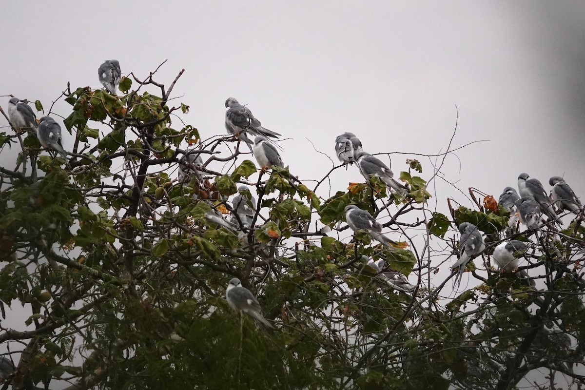 Scissor-tailed Kite - ML633056227