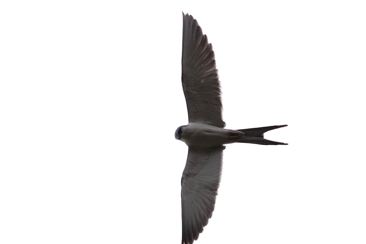 Scissor-tailed Kite - ML633056249