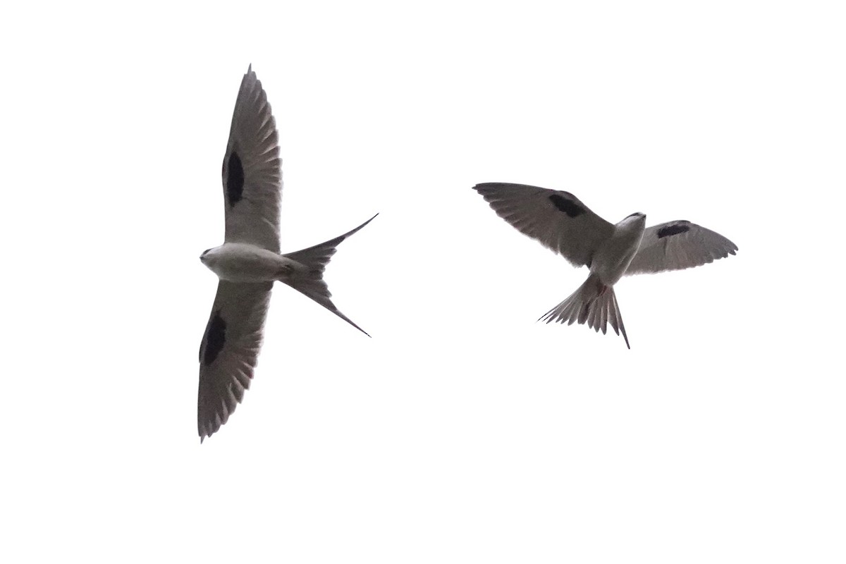Scissor-tailed Kite - ML633056265