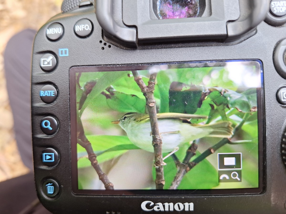 Ijima's Leaf Warbler - ML633056347