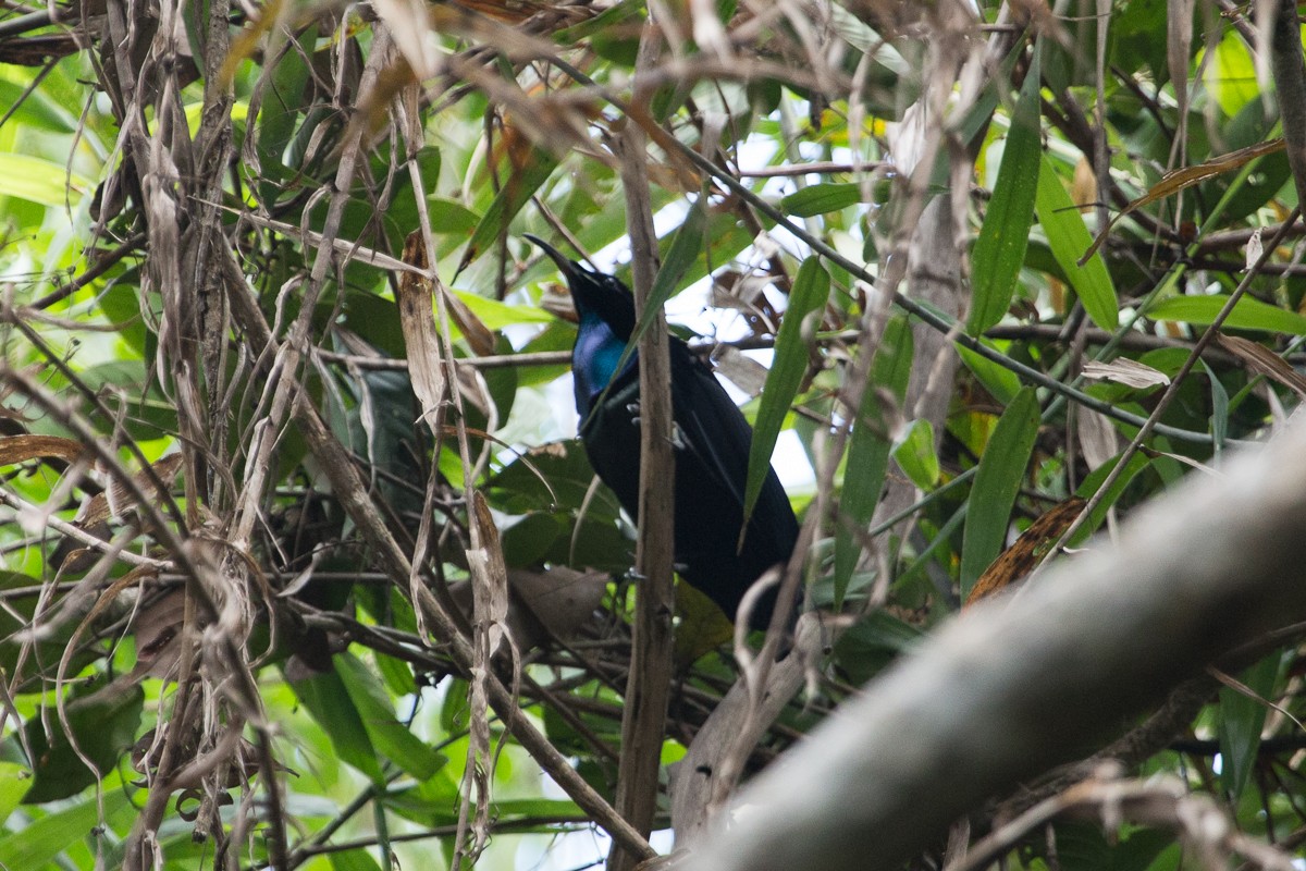 Magnificent Riflebird - ML633056399