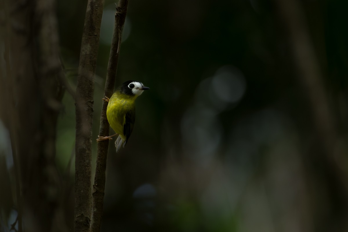 White-faced Robin - ML633056400