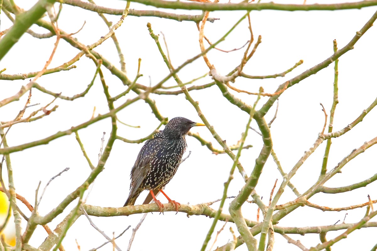 European Starling - ML633056472