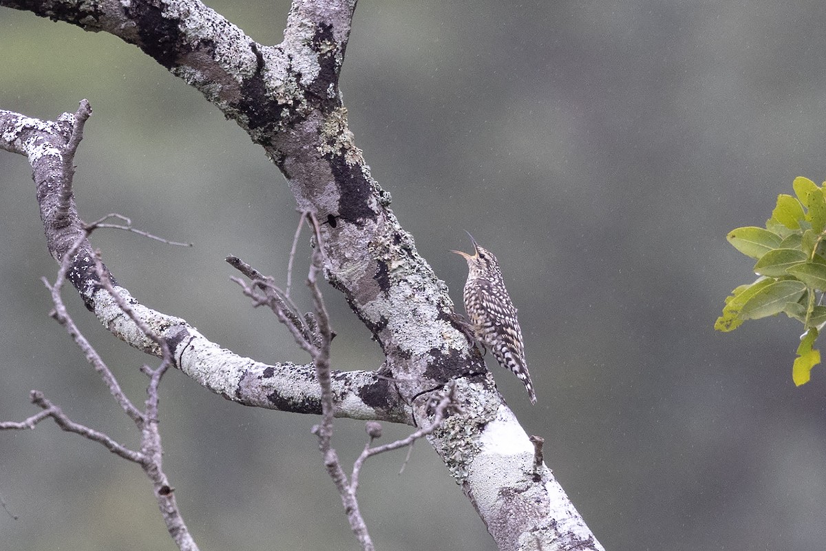 African Spotted Creeper - ML633056487
