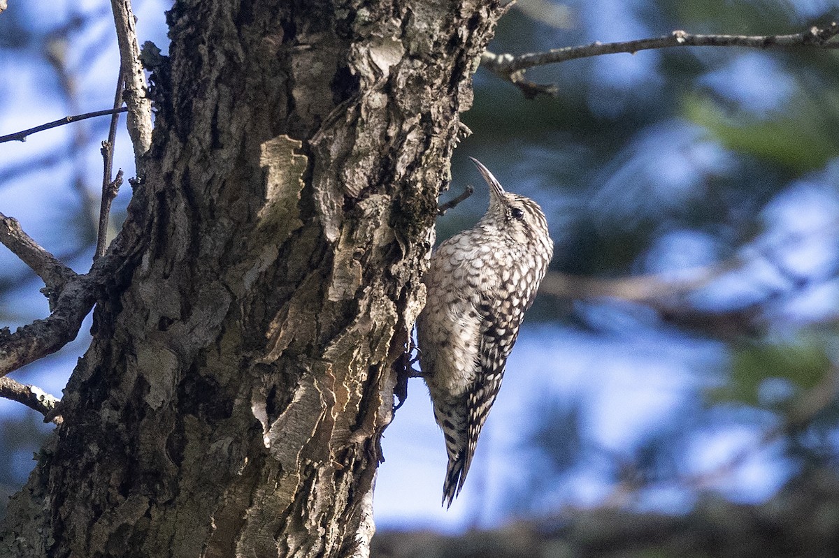 African Spotted Creeper - ML633056501