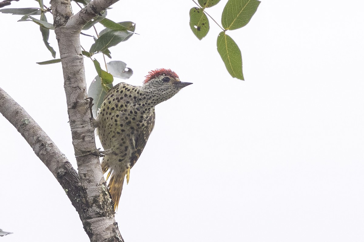 Green-backed Woodpecker (Spot-backed) - ML633056503
