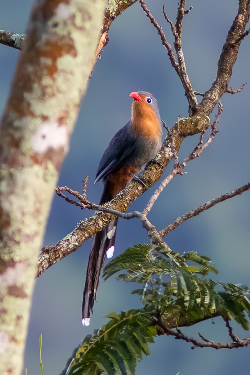 Red-billed Malkoha - ML633056751