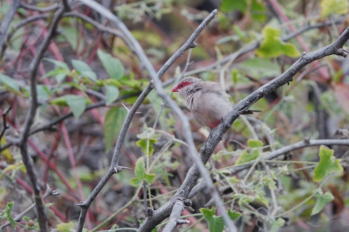 Black-rumped Waxbill - ML633056850