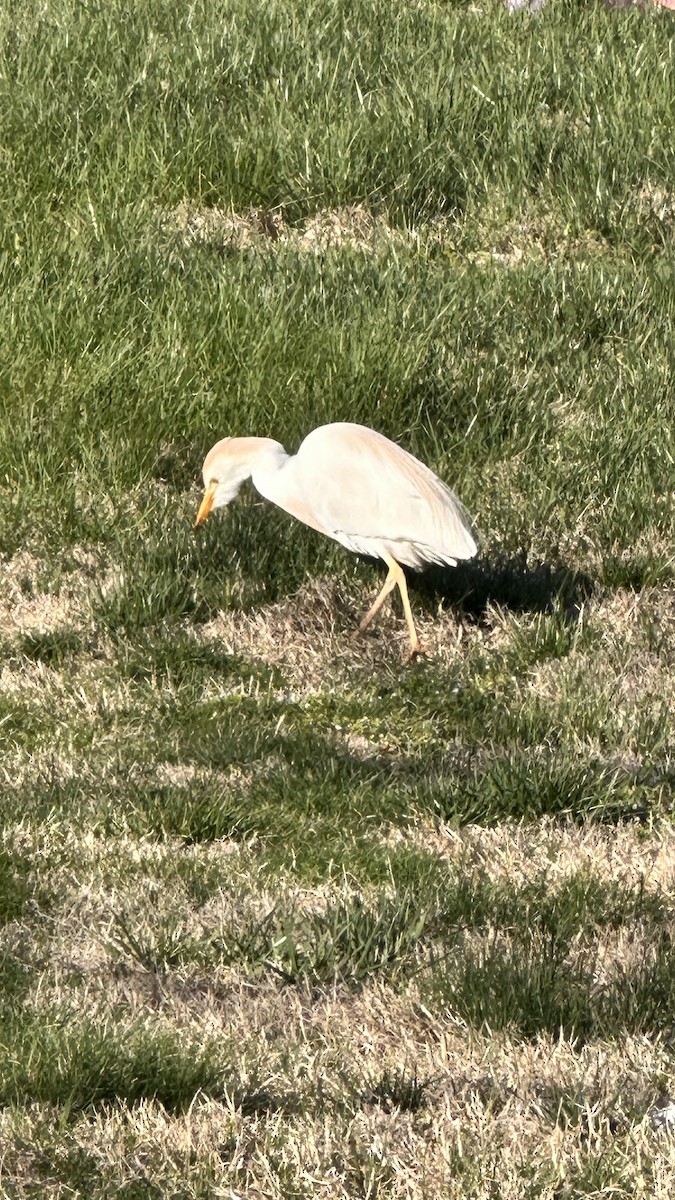 Western Cattle-Egret - ML633056856