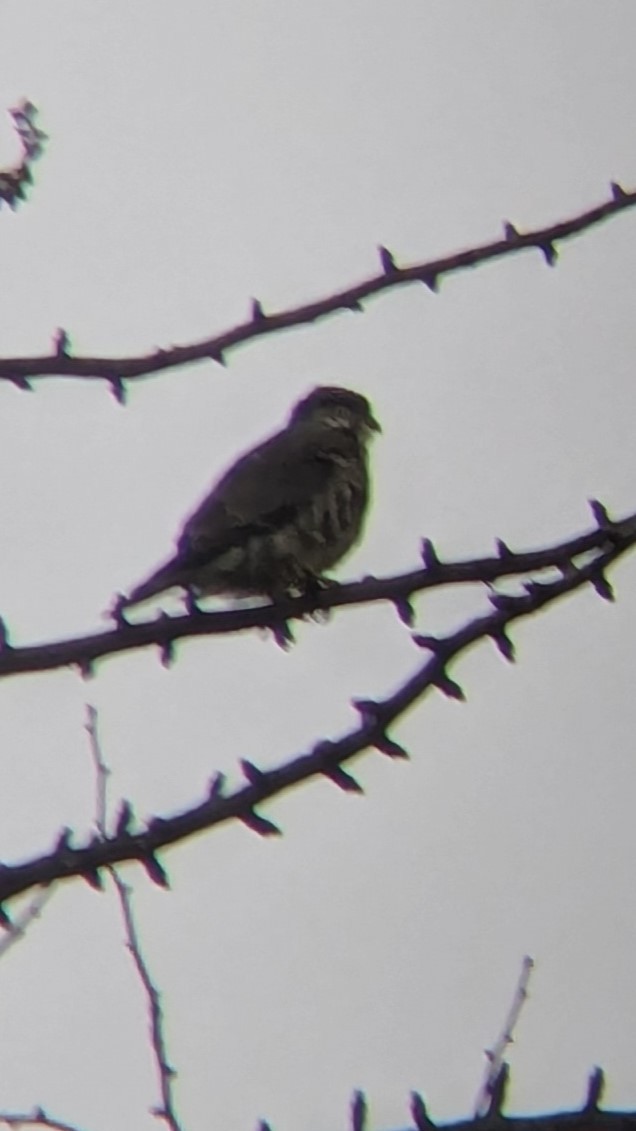 Merlin - ML633056915