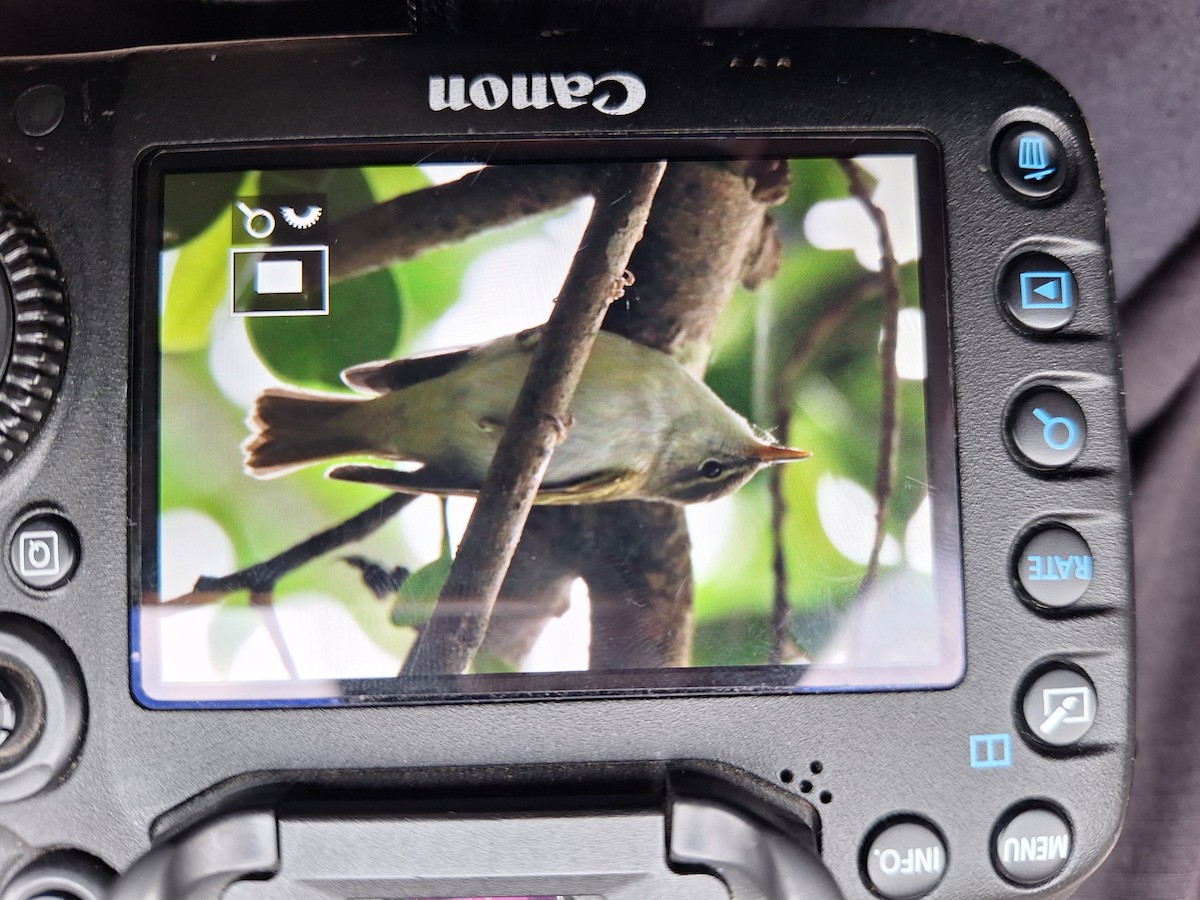 Ijima's Leaf Warbler - ML633056951
