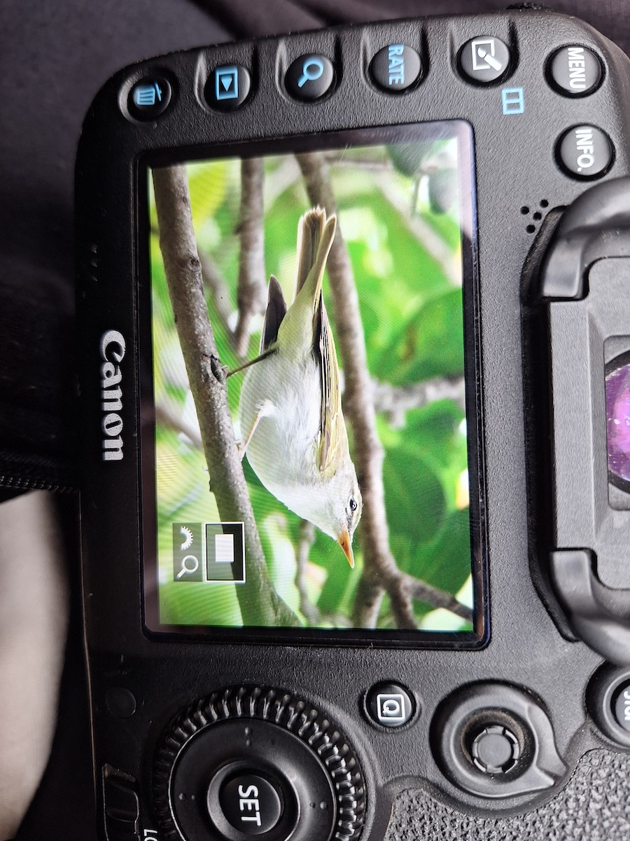 Ijima's Leaf Warbler - ML633056952