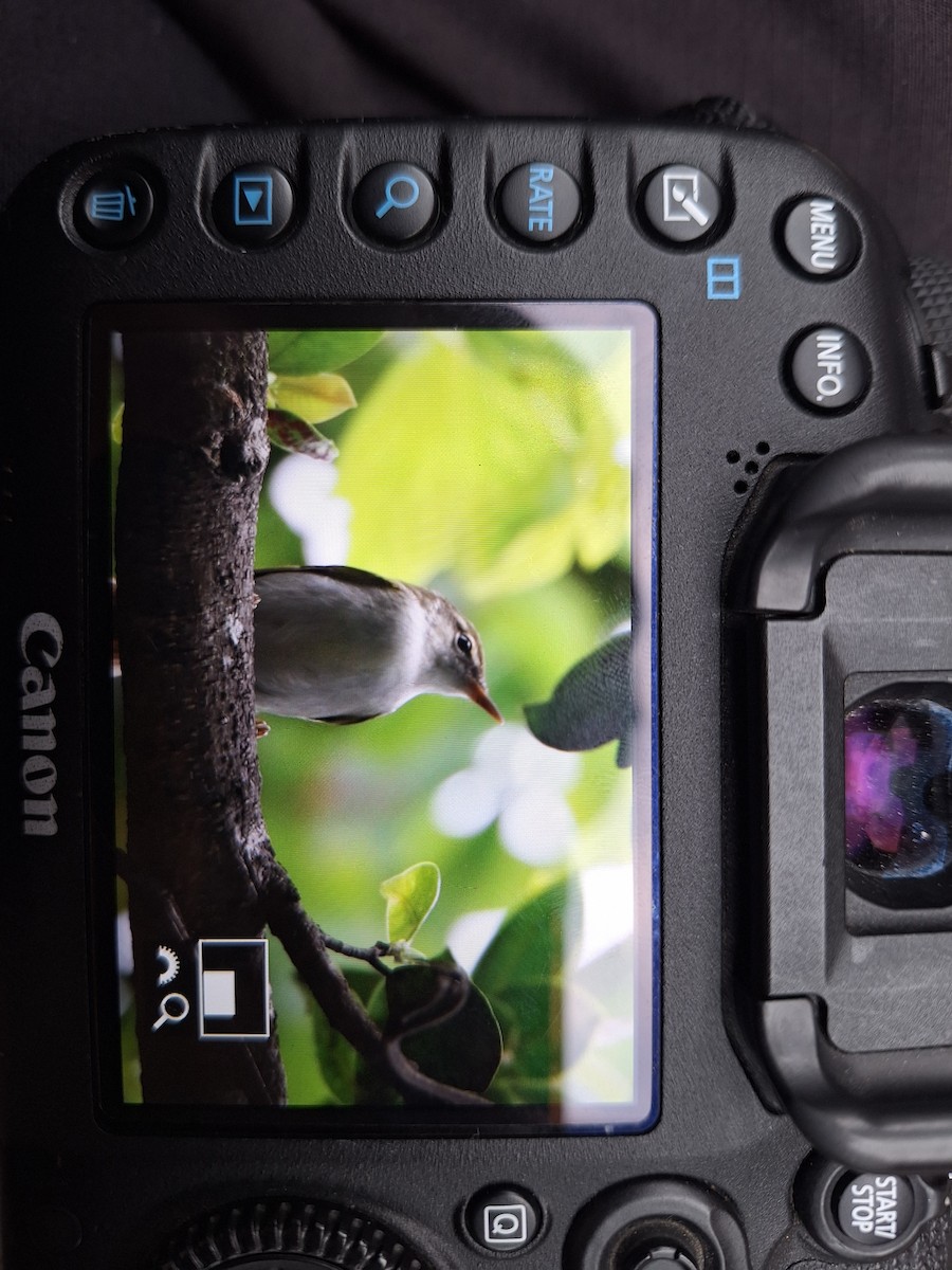 Ijima's Leaf Warbler - ML633056953