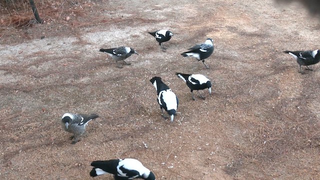 Australian Magpie (Western) - ML633057112