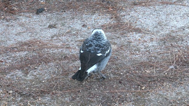 Australian Magpie (Western) - ML633057114