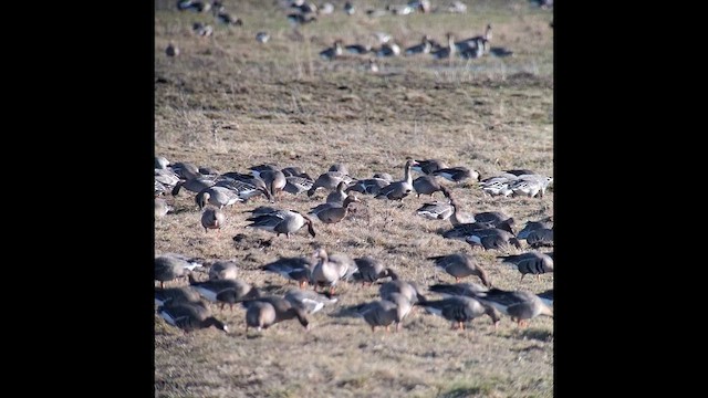 Pink-footed Goose - ML633057138
