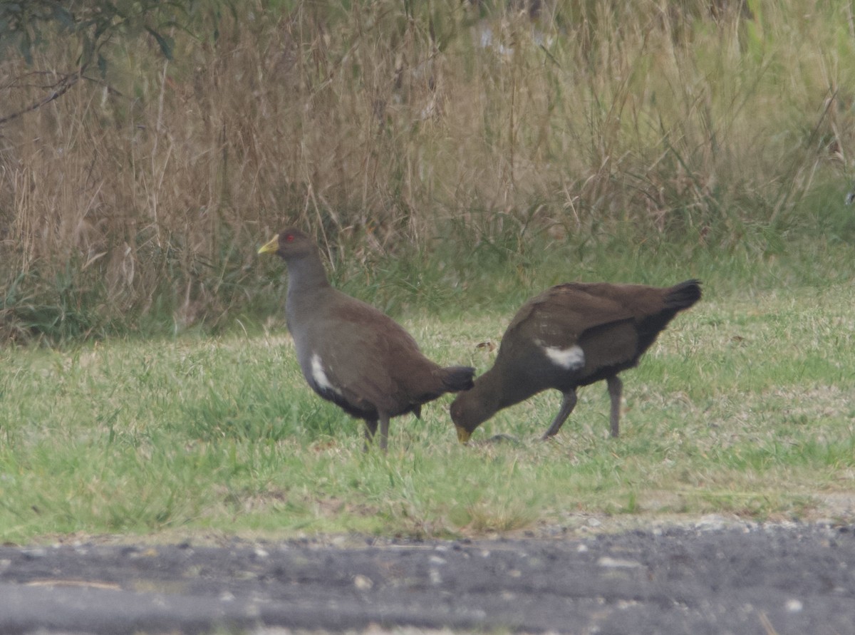 Tasmanian Nativehen - ML633057145